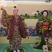 chrysanthemum dolls