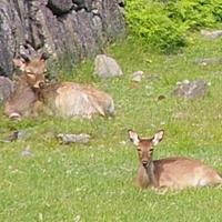 Dry stone wall, Moat and deer