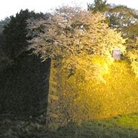 Dry stone wall, Moat and cherry blossom